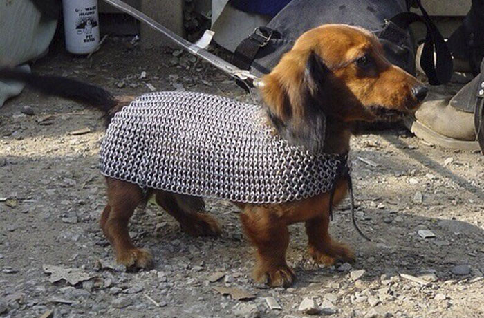Áo giáp dành cho thú cưng.
