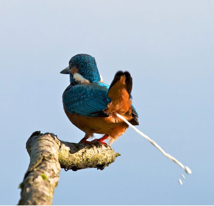 Lạy thánh nào chộp được khoảng khắc này.