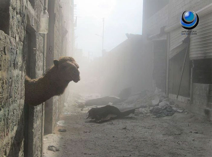 Chú lạc đà sau trận công kích.