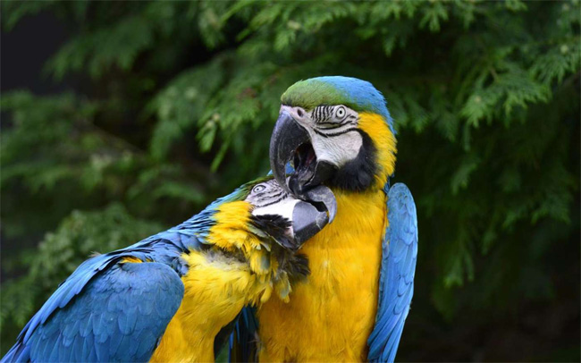 Chủ đề động vật Valentine