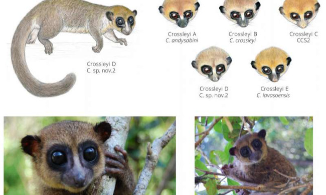 Loài vượn cáo mới tìm thấy ở Madagascar