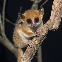 Loài vượn cáo mới tìm thấy ở Madagascar