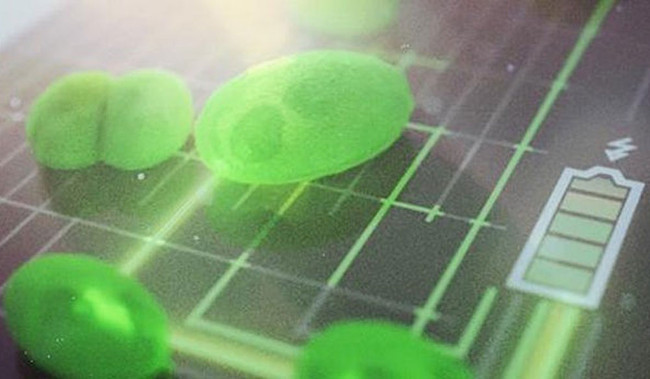 Kỹ sư tiết lộ pin từ tảo mới với nhiều ưu điểm