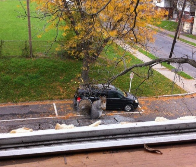 Con sóc khổng lồ này đang cố gắng chui vào trong xe ô tô chăng?