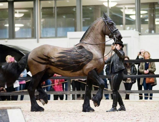 Đây có phải ngựa thần Pegasus trong truyền thuyết?