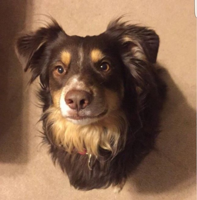 Sức mạnh nào có thể khiến chú chó xuyên đầu qua tường?