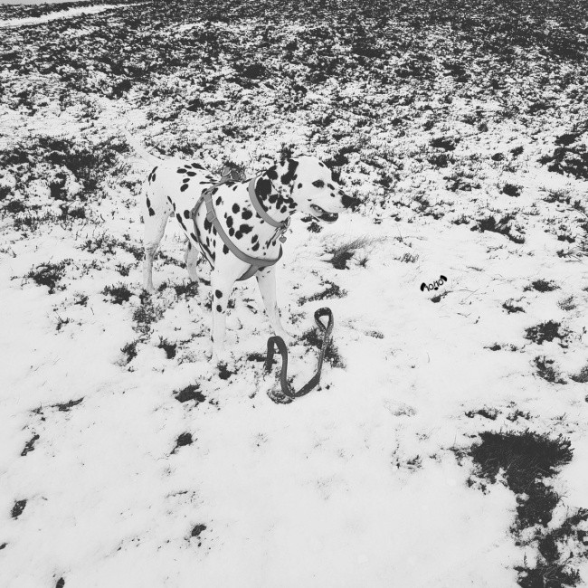 Đỉnh cao của sự ngụy trang.