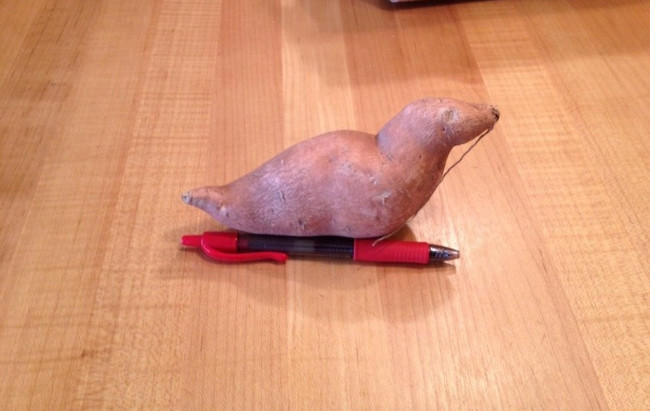 Đây không phải hải cẩu, mà chỉ đơn giản là củ khoai lang thôi.