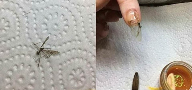 Móng tay hổ phách