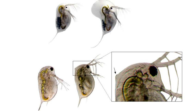 Khí CO2 tăng cao cũng đang gây ra rắc rối cho môi trường nước ngọt