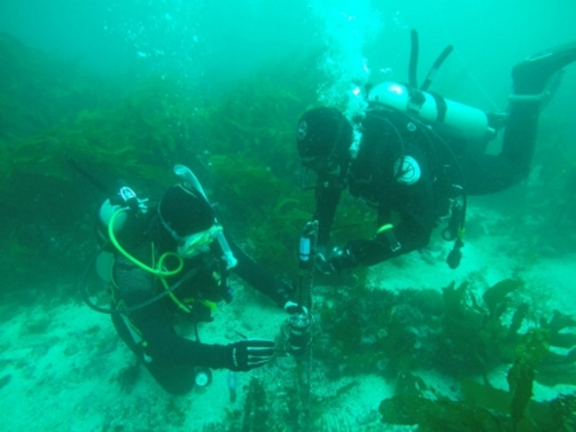 Tiếng ồn của những con tàu ảnh hưởng đến khả năng giao tiếp của các sinh vật biển