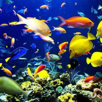 Tiếng ồn của những con tàu ảnh hưởng đến khả năng giao tiếp của các sinh vật biển