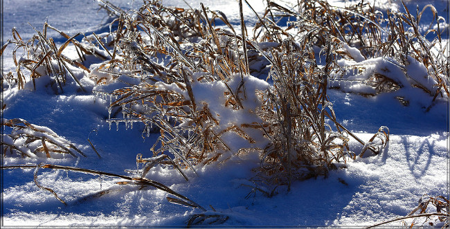Chờ đón mùa xuân!