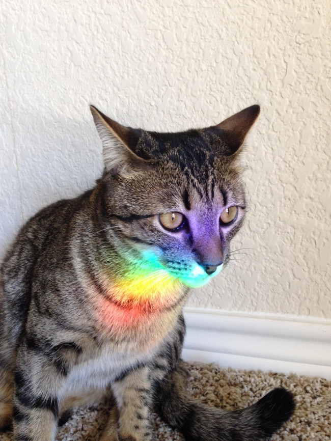 Chú mèo đang tỏa cầu vồng.