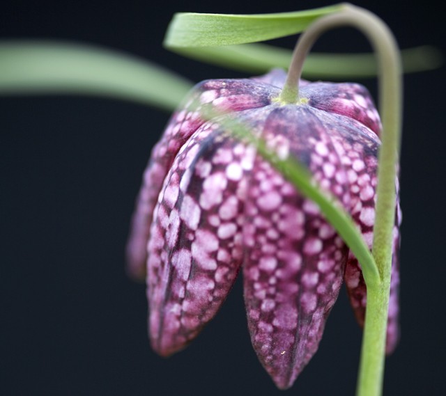 Hình nền gốc của Nokia 8 Sirocco 9