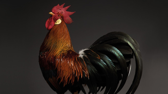 Chỉ là gà thôi nhưng máy ảnh xịn, nhiếp ảnh gia giỏi thì vẫn cứ đẹp như tiên - Ảnh 1