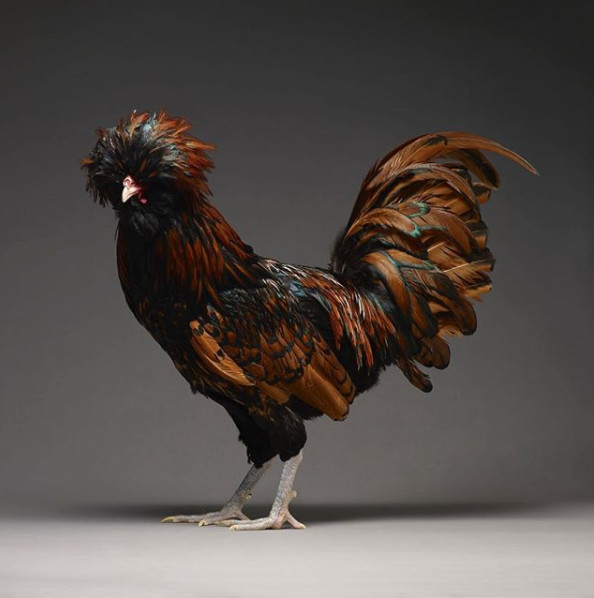 Chỉ là gà thôi nhưng máy ảnh xịn, nhiếp ảnh gia giỏi thì vẫn cứ đẹp như tiên - Ảnh 10