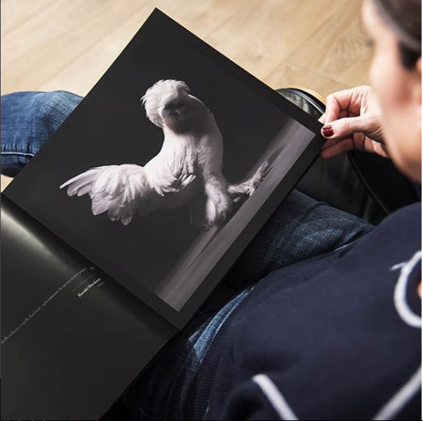 Chỉ là gà thôi nhưng máy ảnh xịn, nhiếp ảnh gia giỏi thì vẫn cứ đẹp như tiên - Ảnh 11