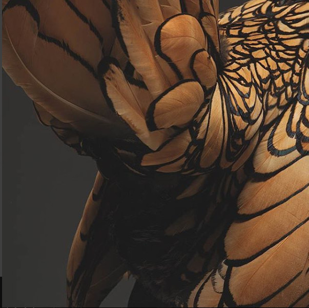 Chỉ là gà thôi nhưng máy ảnh xịn, nhiếp ảnh gia giỏi thì vẫn cứ đẹp như tiên - Ảnh 14