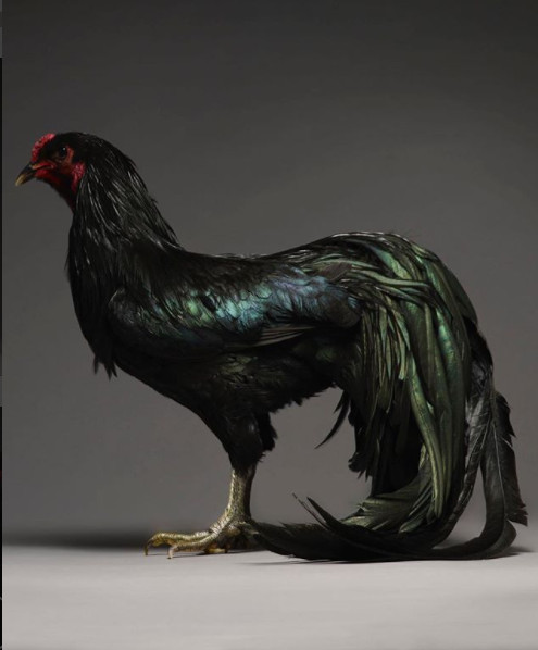 Chỉ là gà thôi nhưng máy ảnh xịn, nhiếp ảnh gia giỏi thì vẫn cứ đẹp như tiên - Ảnh 18