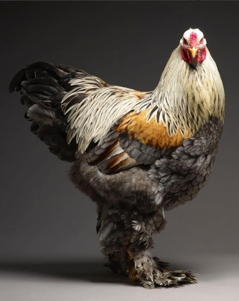 Chỉ là gà thôi nhưng máy ảnh xịn, nhiếp ảnh gia giỏi thì vẫn cứ đẹp như tiên - Ảnh 19