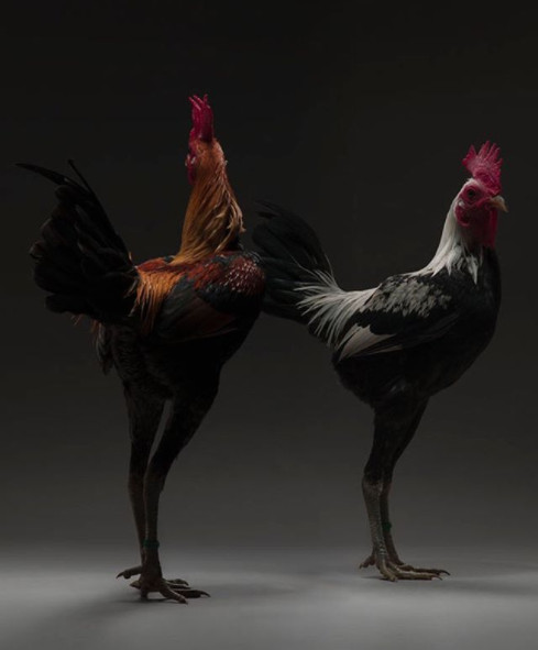 Chỉ là gà thôi nhưng máy ảnh xịn, nhiếp ảnh gia giỏi thì vẫn cứ đẹp như tiên - Ảnh 22