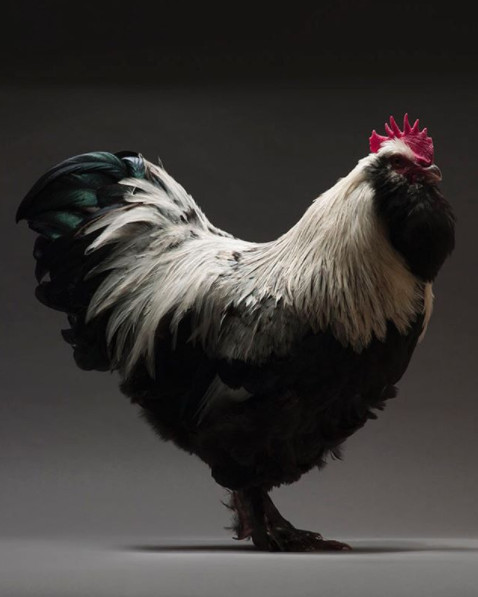 Chỉ là gà thôi nhưng máy ảnh xịn, nhiếp ảnh gia giỏi thì vẫn cứ đẹp như tiên - Ảnh 24