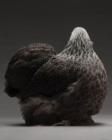 Chỉ là gà thôi nhưng máy ảnh xịn, nhiếp ảnh gia giỏi thì vẫn cứ đẹp như tiên - Ảnh 25