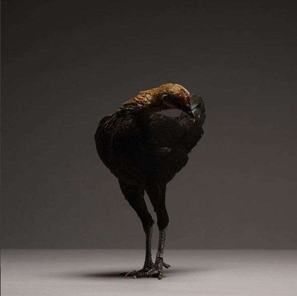 Chỉ là gà thôi nhưng máy ảnh xịn, nhiếp ảnh gia giỏi thì vẫn cứ đẹp như tiên - Ảnh 28