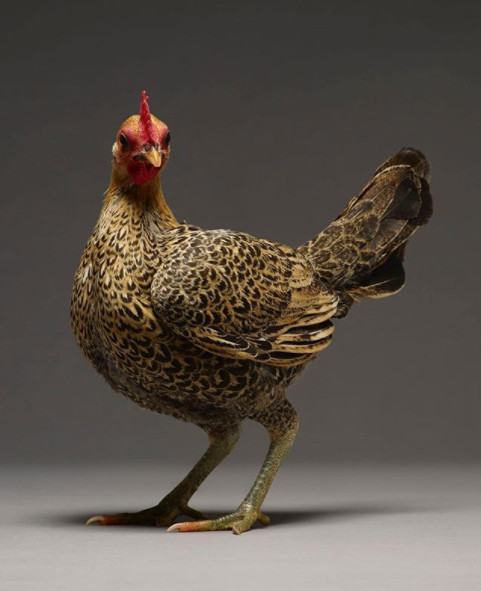 Chỉ là gà thôi nhưng máy ảnh xịn, nhiếp ảnh gia giỏi thì vẫn cứ đẹp như tiên - Ảnh 29