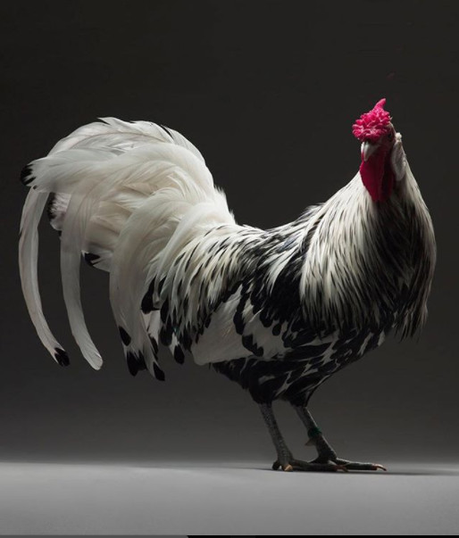 Chỉ là gà thôi nhưng máy ảnh xịn, nhiếp ảnh gia giỏi thì vẫn cứ đẹp như tiên - Ảnh 30