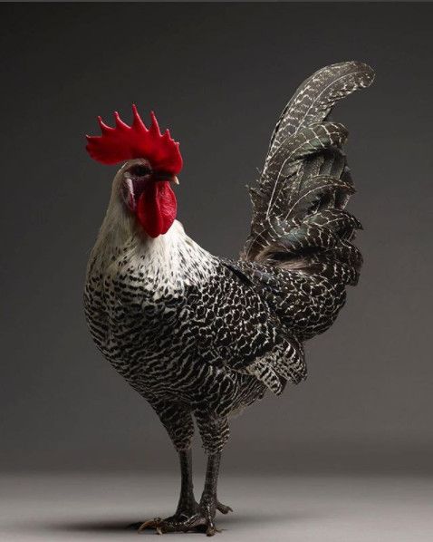 Chỉ là gà thôi nhưng máy ảnh xịn, nhiếp ảnh gia giỏi thì vẫn cứ đẹp như tiên - Ảnh 32