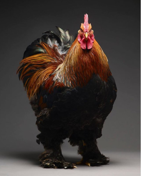 Chỉ là gà thôi nhưng máy ảnh xịn, nhiếp ảnh gia giỏi thì vẫn cứ đẹp như tiên - Ảnh 33