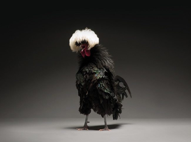 Chỉ là gà thôi nhưng máy ảnh xịn, nhiếp ảnh gia giỏi thì vẫn cứ đẹp như tiên - Ảnh 4