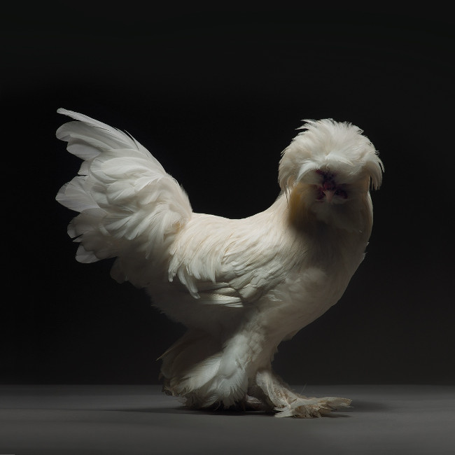 Chỉ là gà thôi nhưng máy ảnh xịn, nhiếp ảnh gia giỏi thì vẫn cứ đẹp như tiên - Ảnh 5