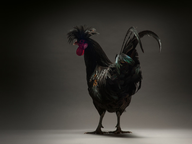 Chỉ là gà thôi nhưng máy ảnh xịn, nhiếp ảnh gia giỏi thì vẫn cứ đẹp như tiên - Ảnh 6