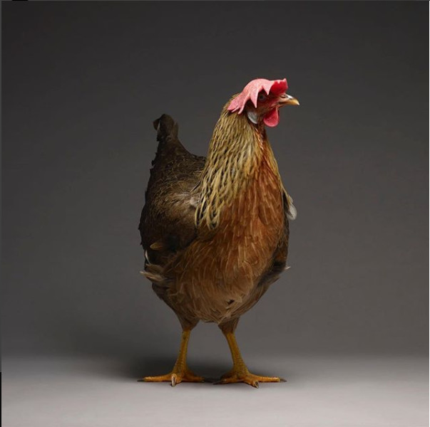 Chỉ là gà thôi nhưng máy ảnh xịn, nhiếp ảnh gia giỏi thì vẫn cứ đẹp như tiên - Ảnh 8