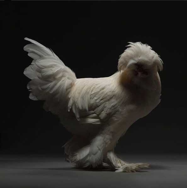 Chỉ là gà thôi nhưng máy ảnh xịn, nhiếp ảnh gia giỏi thì vẫn cứ đẹp như tiên - Ảnh 9