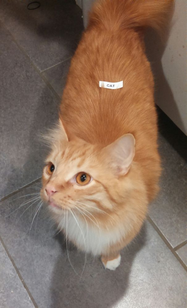 Bạn trai tôi mới mua giấy dán nhãn.