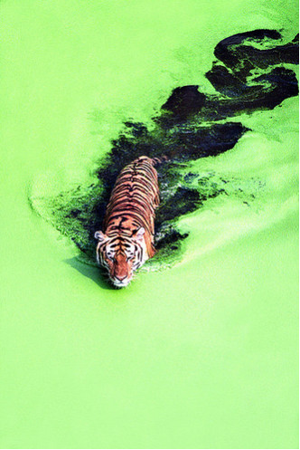 Một con hổ băng qua hồ