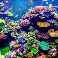 Các rạn san hô bị đe doạ bởi axit hóa đại dương, có thể tan rã trước năm 2100