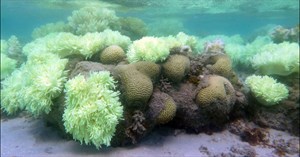 Các rạn san hô bị đe doạ bởi axit hóa đại dương, có thể tan rã trước năm 2100