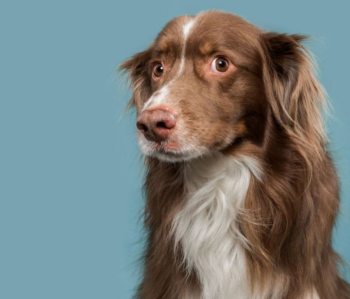 Khi những chú chó diễn xuất “thần thái” của mình trước ống kính 13