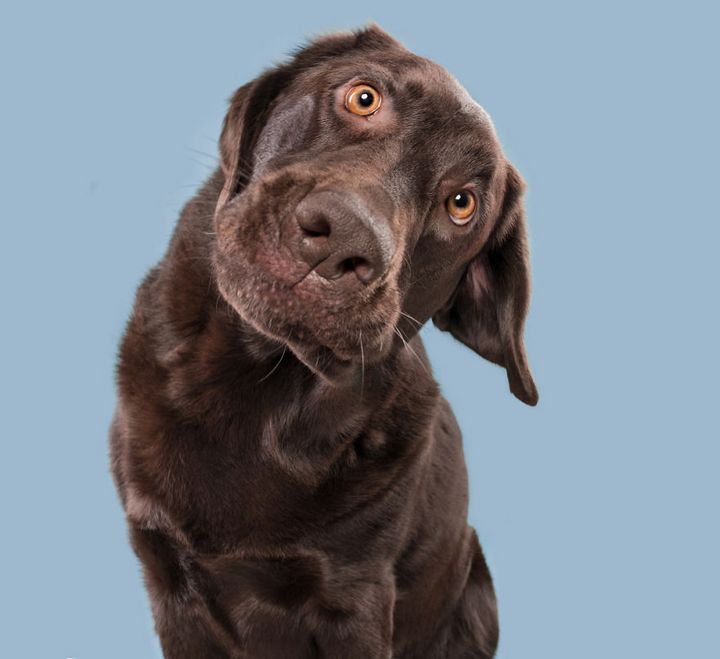 Khi những chú chó diễn xuất “thần thái” của mình trước ống kính 15