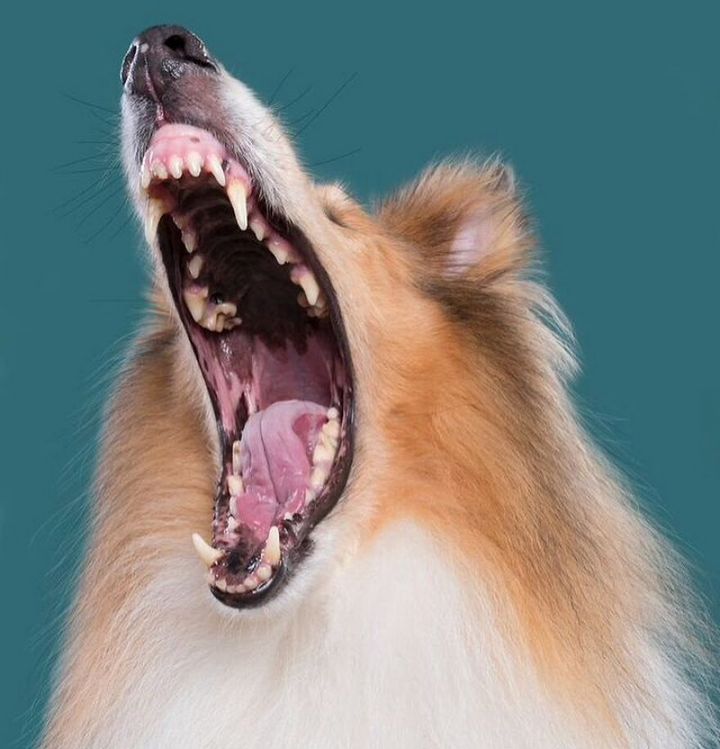 Khi những chú chó diễn xuất “thần thái” của mình trước ống kính 17