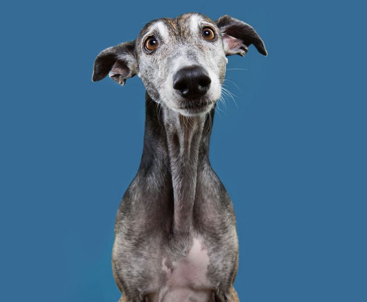 Khi những chú chó diễn xuất “thần thái” của mình trước ống kính 18