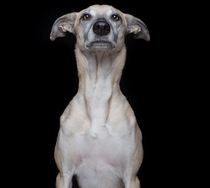 Khi những chú chó diễn xuất “thần thái” của mình trước ống kính 19