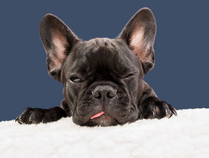 Khi những chú chó diễn xuất “thần thái” của mình trước ống kính 20