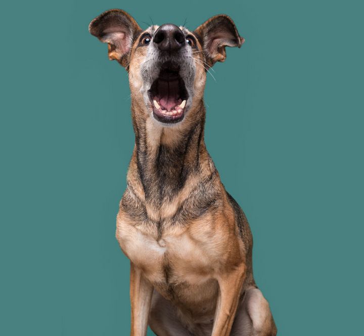 Khi những chú chó diễn xuất “thần thái” của mình trước ống kính 21