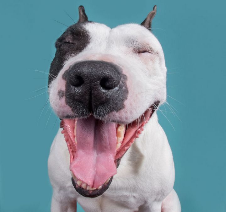 Khi những chú chó diễn xuất “thần thái” của mình trước ống kính 6